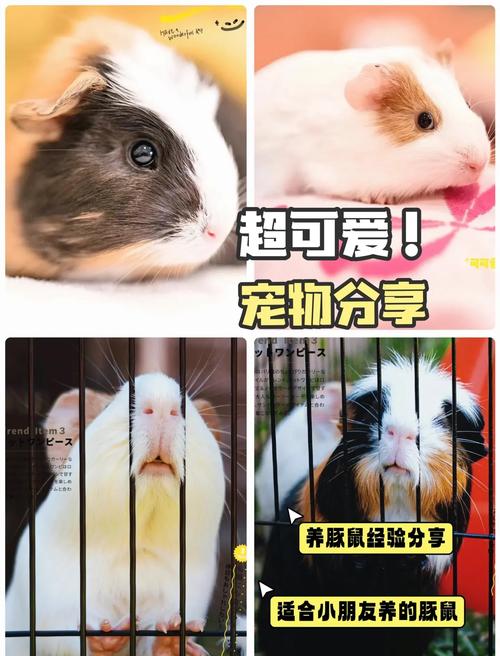 阳光豚鼠养殖赚钱游戏截图