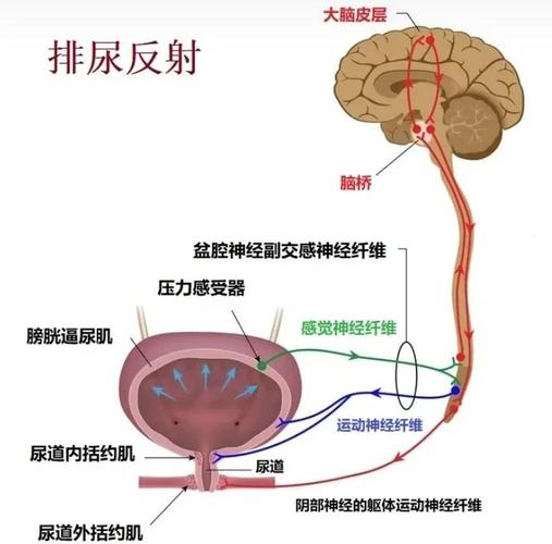 憋尿反射属于什么反射图标