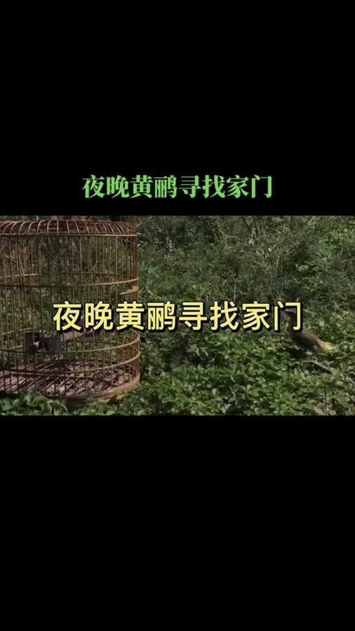 暗区黄鹂鸟直装科技