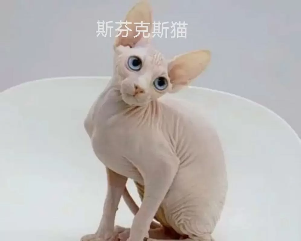 《莲花梦迟》by斯芬克斯猫