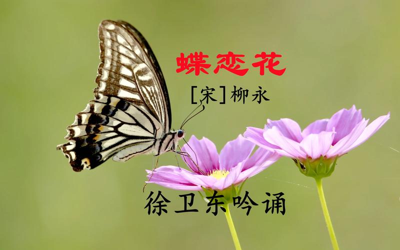 蝶恋花柳永截图