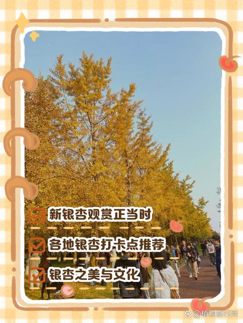 新银杏在线观看免费播放电视剧