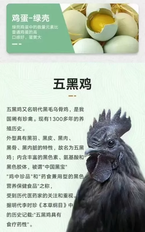 五黑鸡是哪里的品种