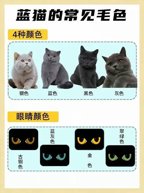 蓝猫颜色深好还是浅好