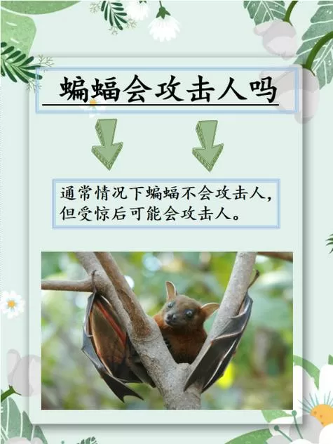 白雪被蝙蝠咬是第几集