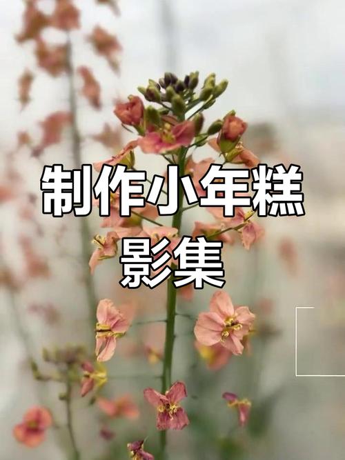 如何制作小年糕相册视频教程