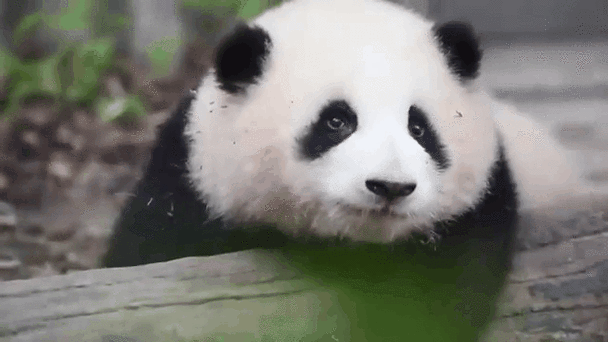 熊猫动态壁纸app安卓版辅助截图