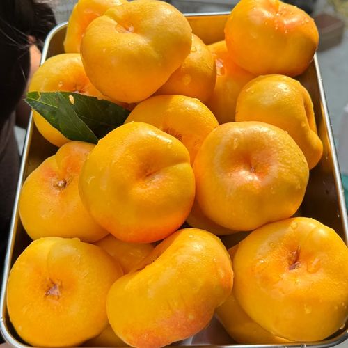 桃子移植100款黄油下载