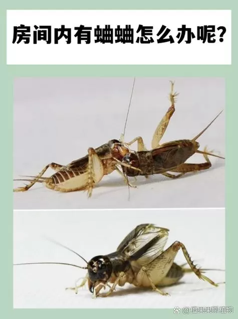 蛐蛐什么时候才能消失