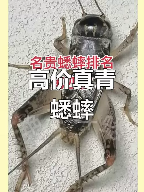 蟋蟀价格一览表
