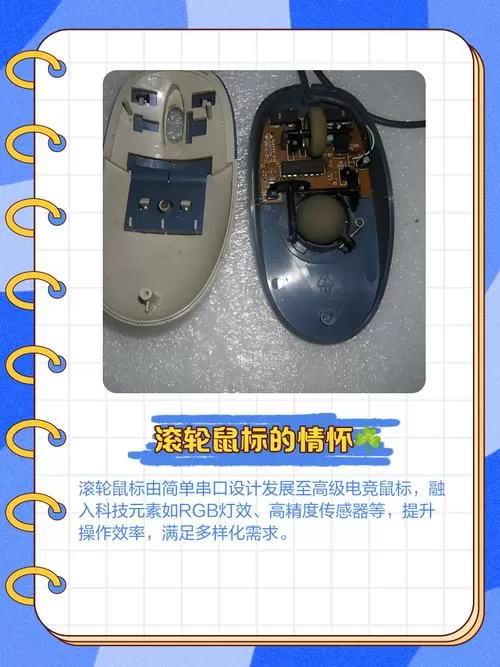 鼠标中间的滚轮叫什么