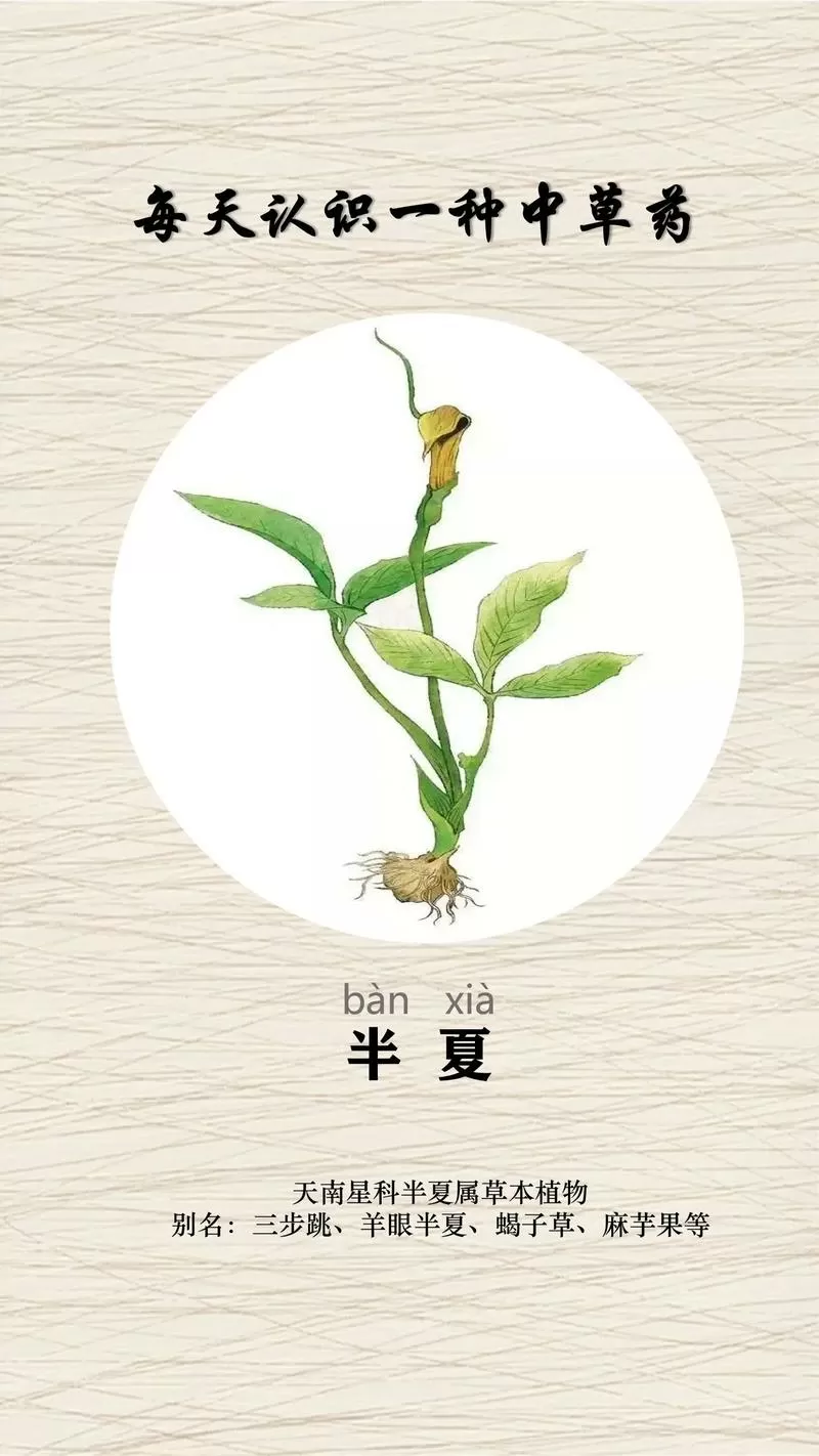 几种半夏的区别图片