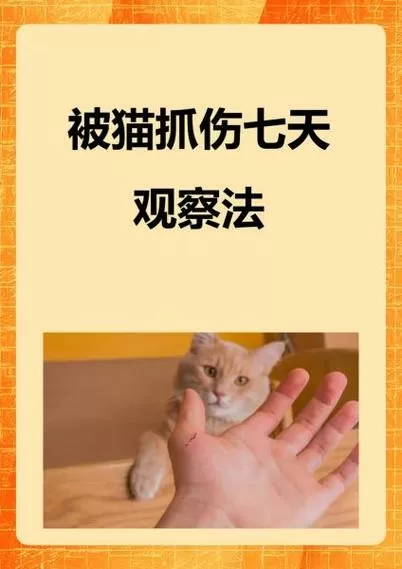 身上有猫抓痕迹是什么原因