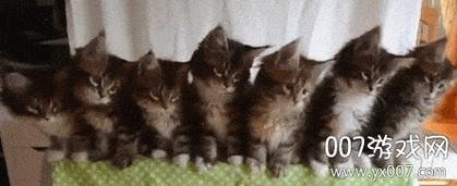 猫咪点头表情包游戏截图