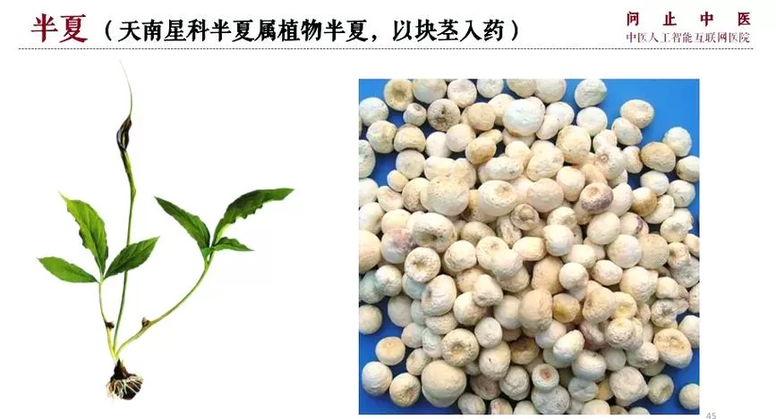 大半夏和小半夏的区别