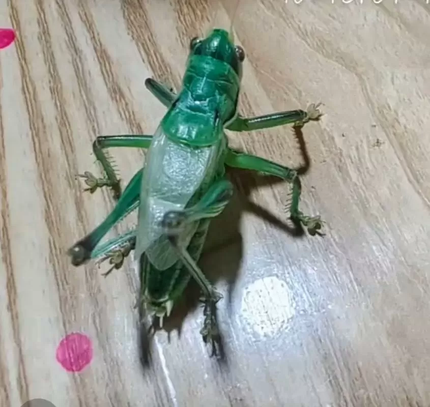 蝈蝈最贵的多少钱一个