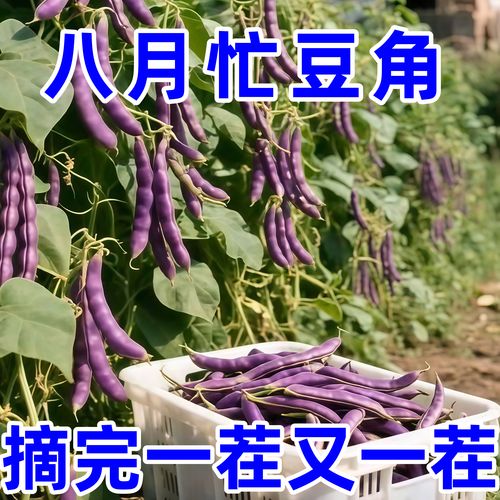 豆角影视