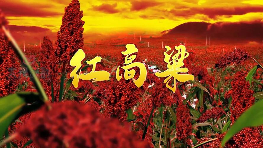 红高粱直播图标