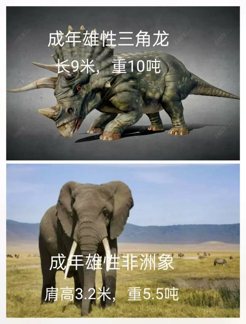 三角龙和大象体型对比