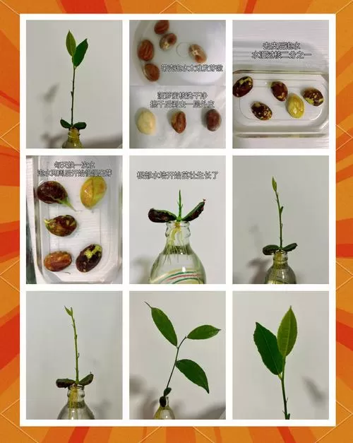 菠萝蜜核能种植吗?缩略图