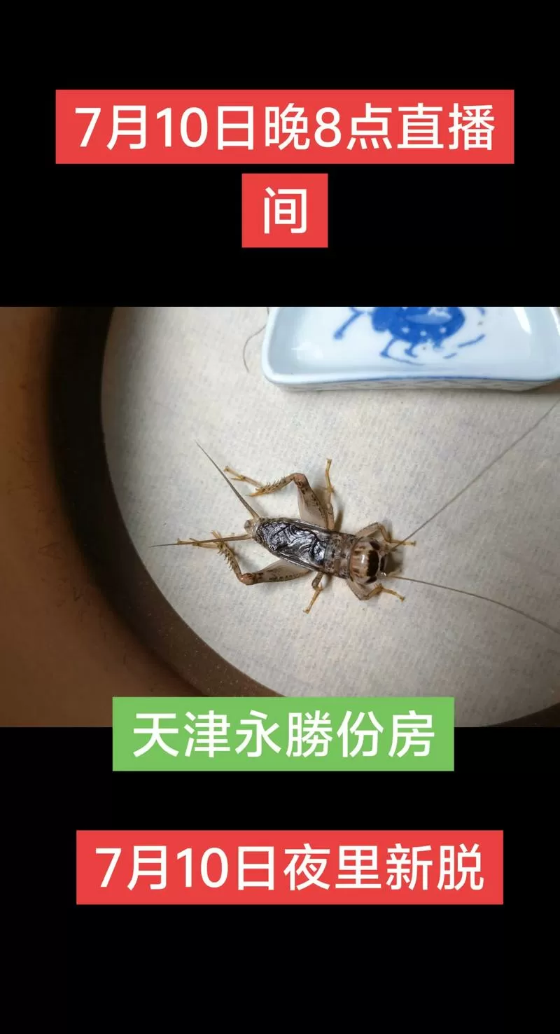 蟋蟀2025年价格分析