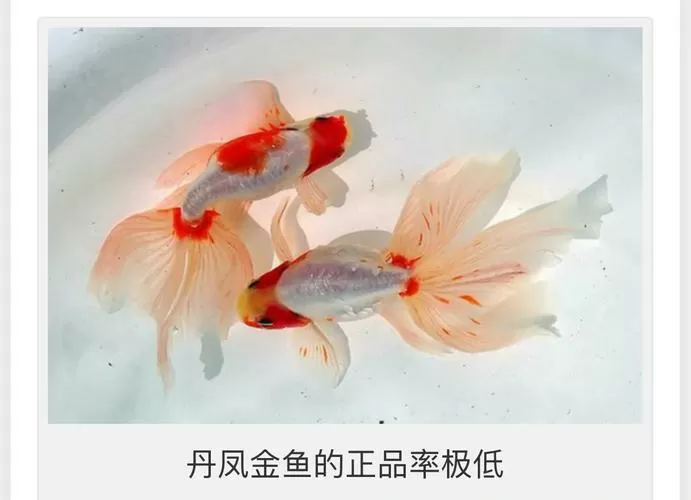 养丹凤金鱼的10大忠告图标
