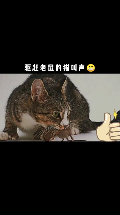 猫咪叫声吓老鼠mp3游戏截图