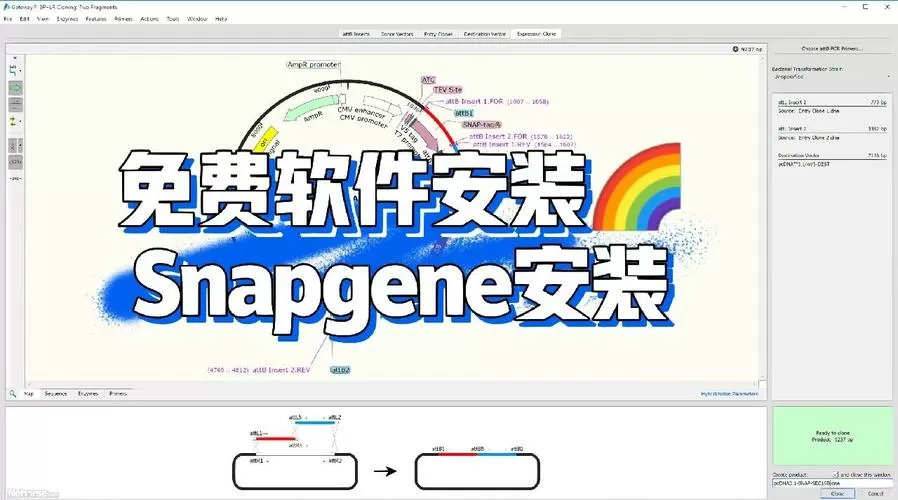 snapgene安装教程