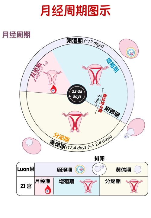 月经周期表图光环加速版截图