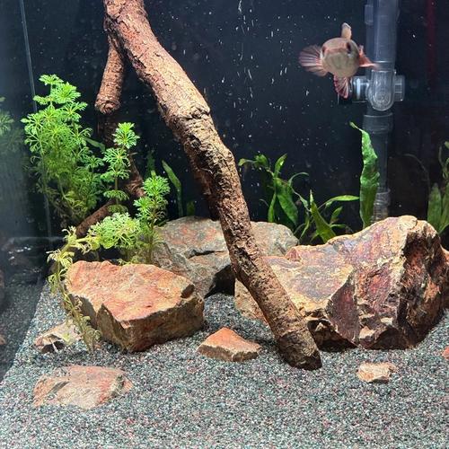 雨林沙的优缺点