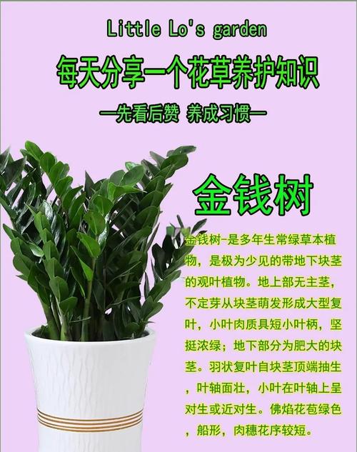 金钱树养殖方法与技巧截图