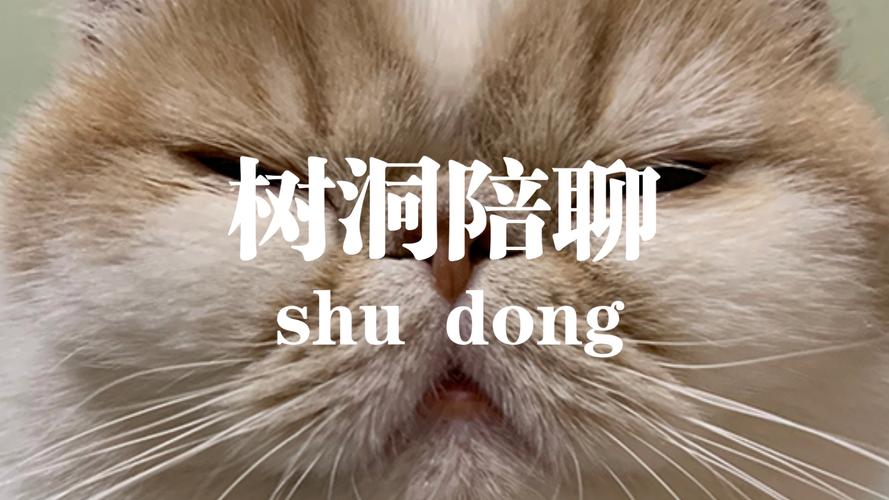 树洞陪聊兼职免费正版缩略图
