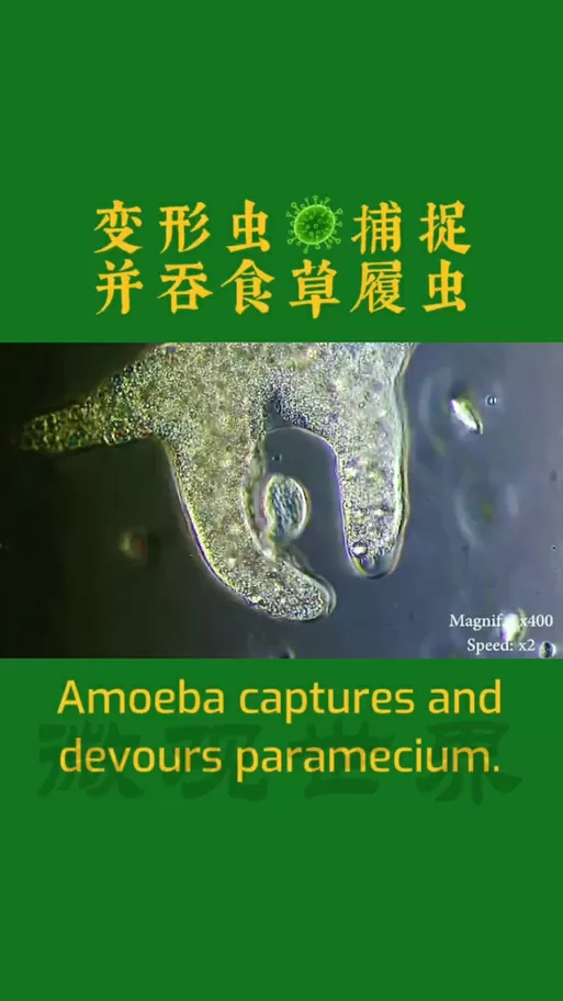 《变形虫实验室》手机版下载截图