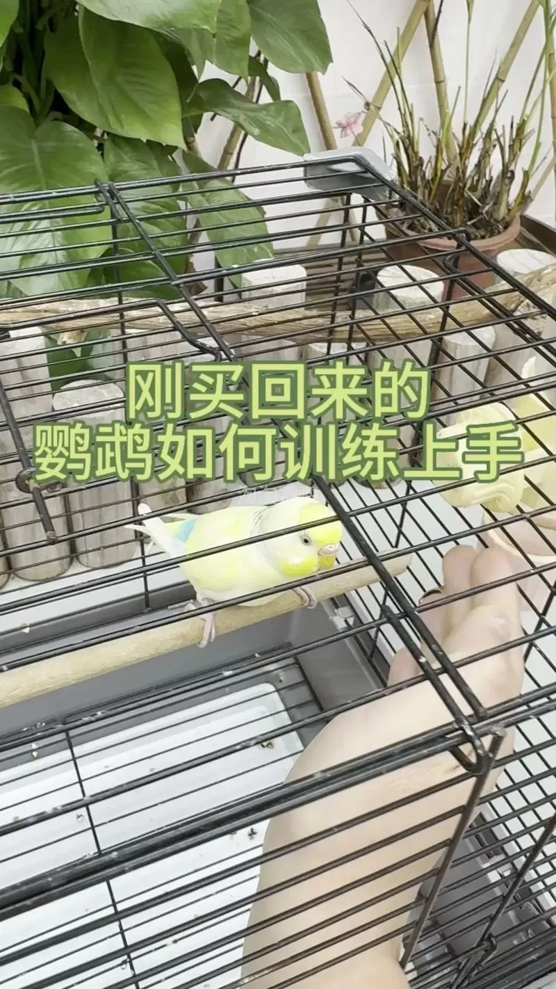 云斑鹦鹉怎么训练上手