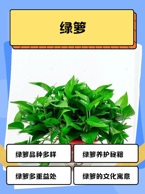 绿萝视频