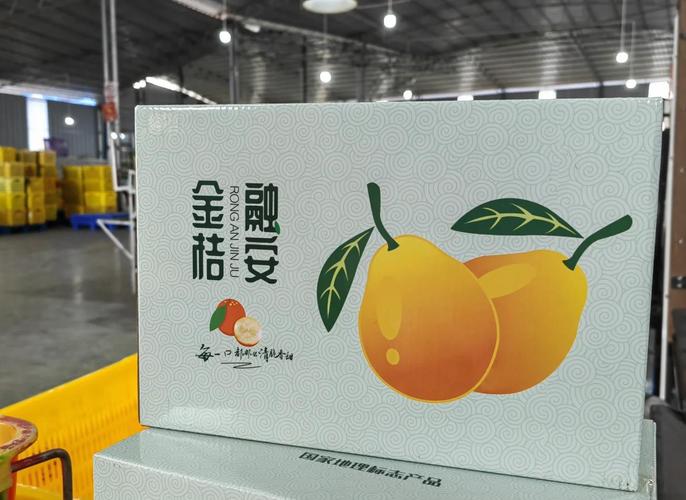 金桔视频