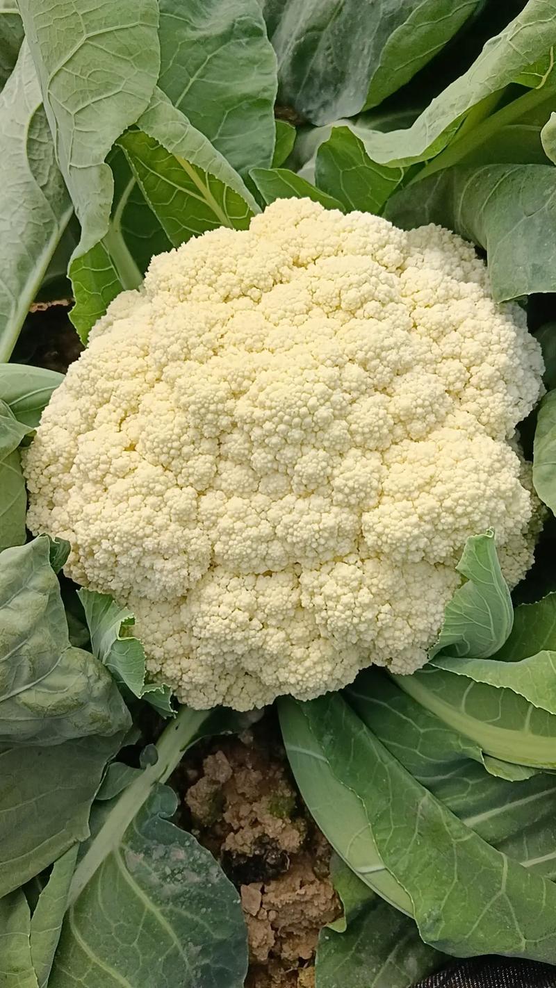 花菜资讯免费