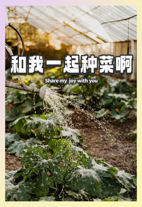 天天种菜手机版