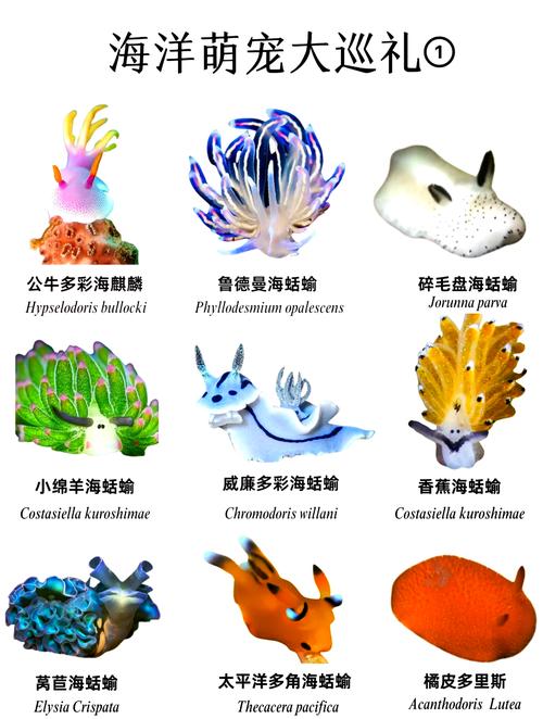 海兔资讯转发平台