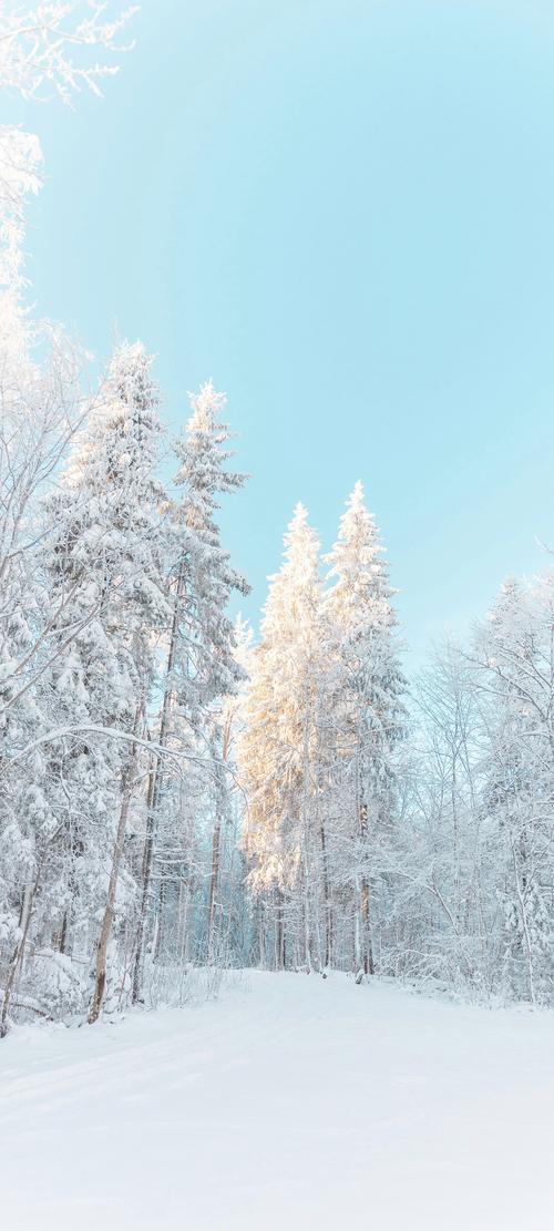 雪地阅读手机版