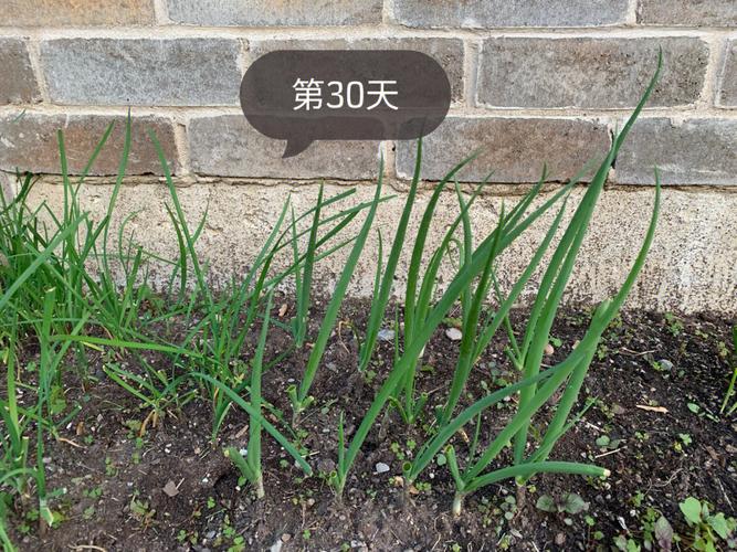 养葱场手机版