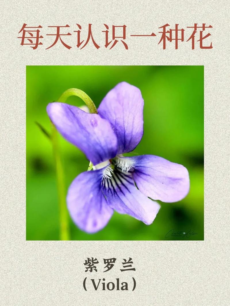 紫罗兰转发v10截图