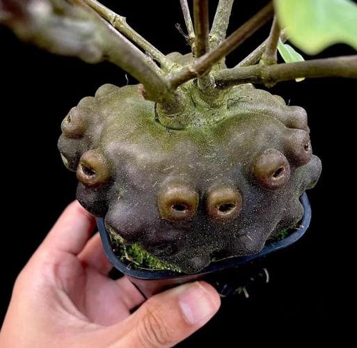 鸡皮疙瘩掉满地