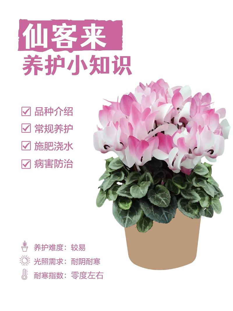 仙客来养殖赚钱平