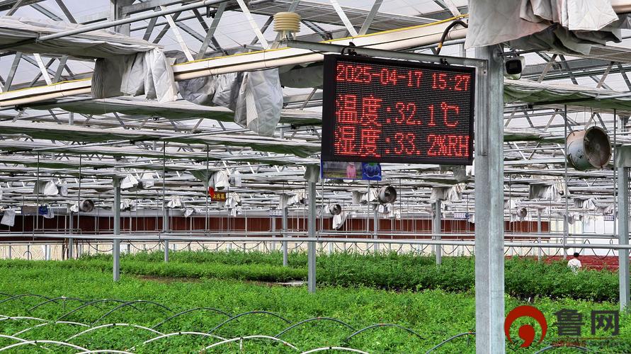 羞花农场区块链缩略图