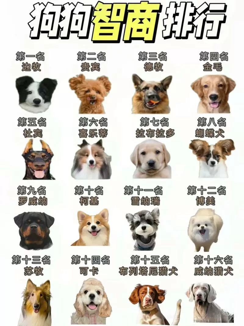 狗狗的智商排名