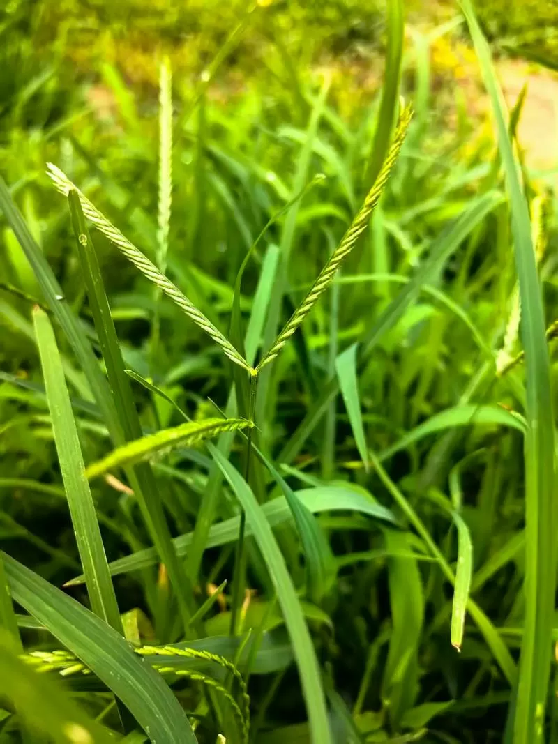 斗蛐蛐的草是什么草