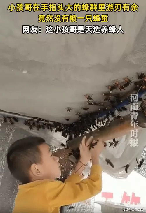 小孩哥在蜂群里抓蜂游刃有余