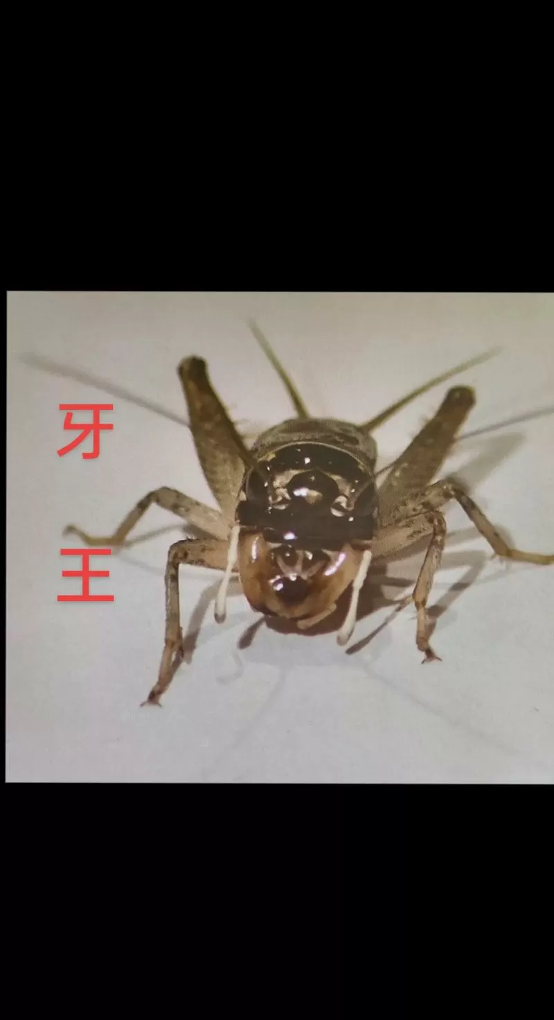 20万一只的蟋蟀虫王图片