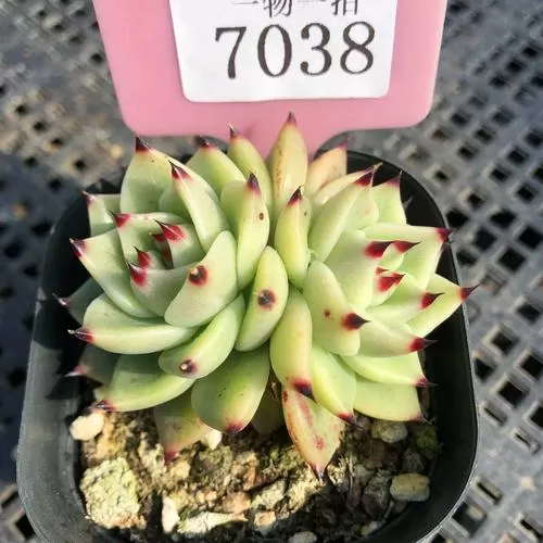 超级蓝龙和蓝龙的区别